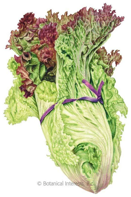 Botanical Interests New Red Fire Leaf Lettuce Organic Seeds