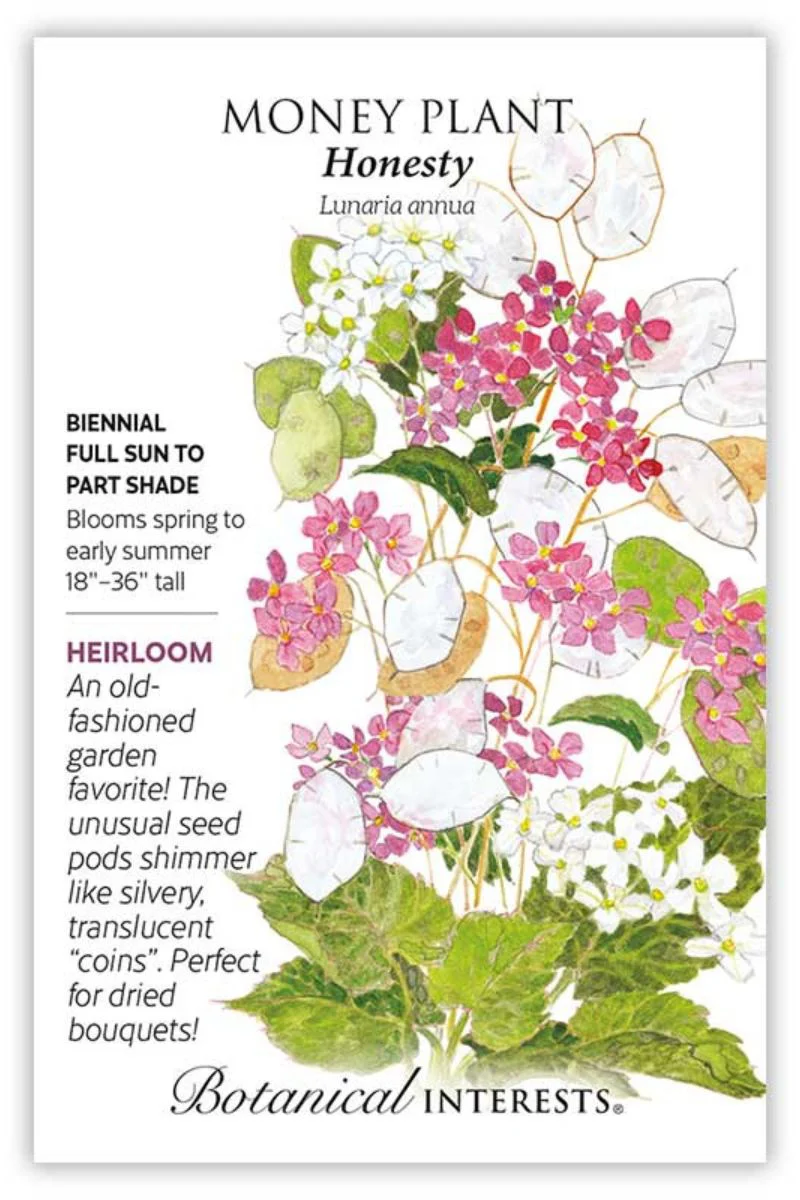 Botanical Interests Honesty Money Plant Seeds - Image 2