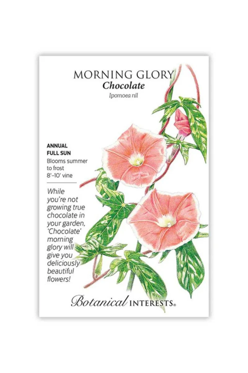 Botanical Interests Chocolate Morning Glory Seeds