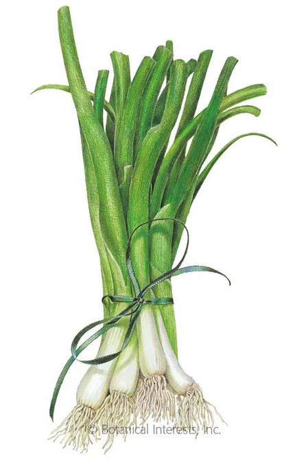 Botanical Interests White Libson Bunching/Scallion Onion Organic Seeds