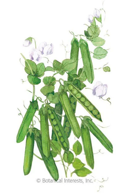 Botanical Interests Progress #9 Shelling Peas Organic Seeds