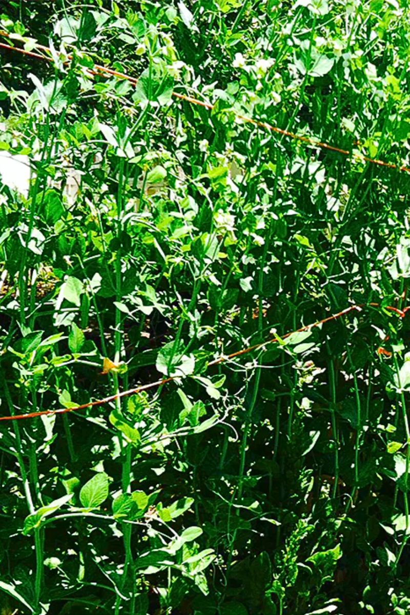 Botanical Interests Sugar Daddy Snap Pea Seeds Large - Image 2