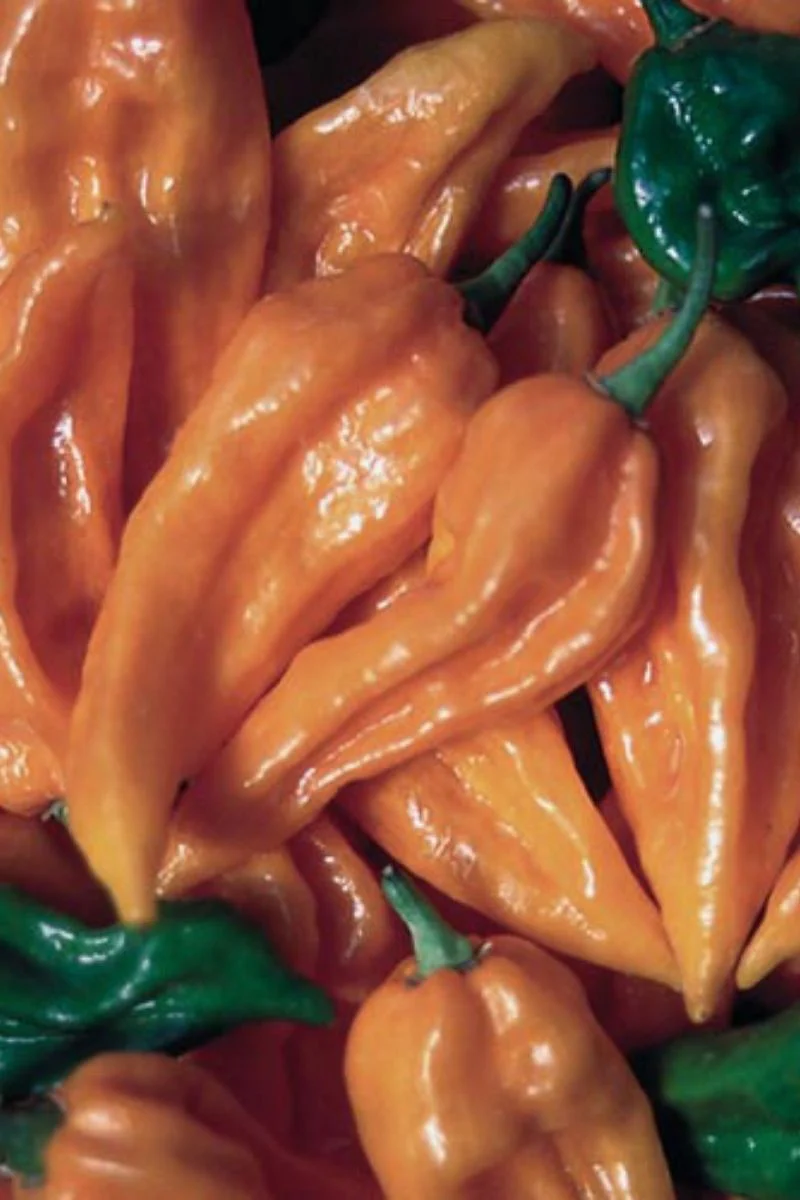 Seed Savers Fatalii Pepper
