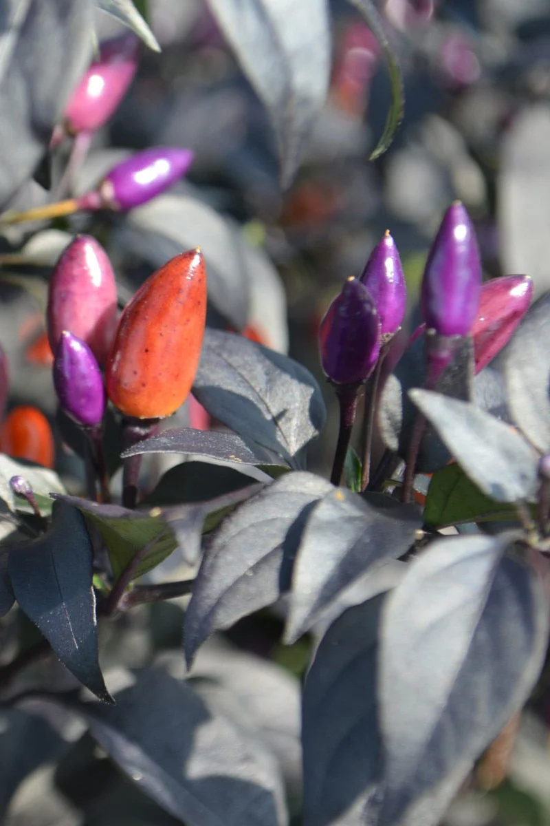 Seed Savers Grandma Kirksey Organic Pepper