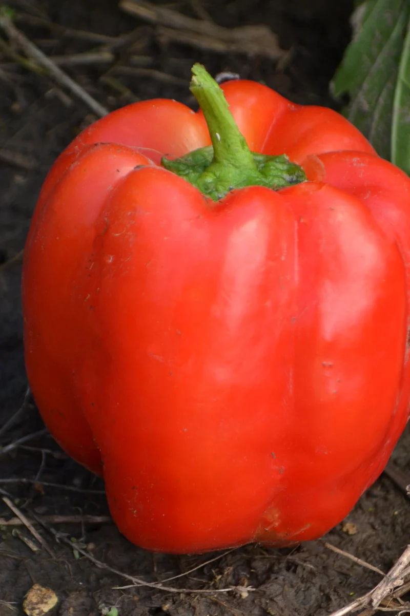 Seed Savers Joe's Big Blocky Red Pepper