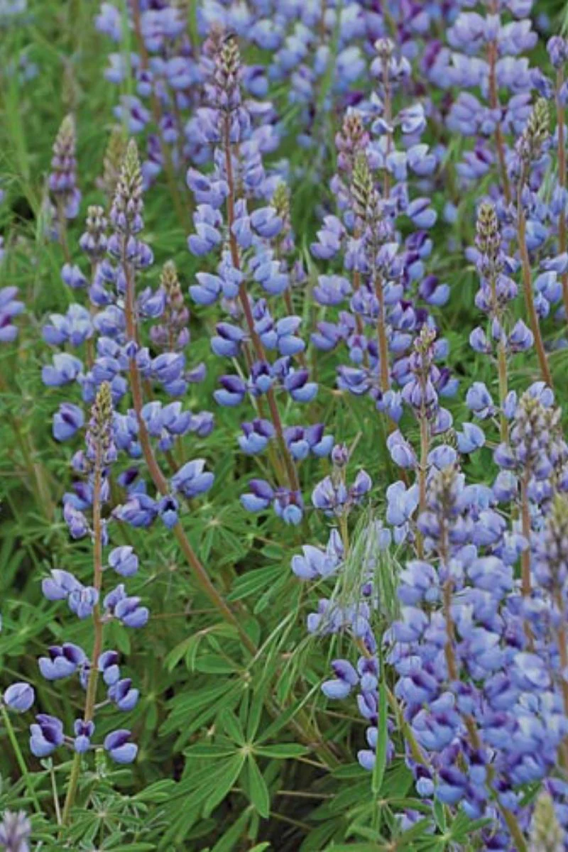 Seed Savers Lupine