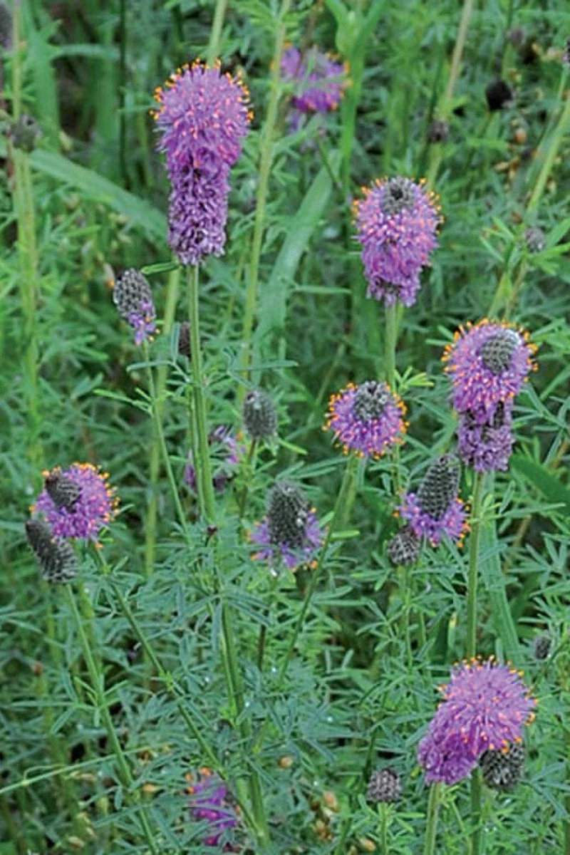 Seed Savers Purple Prairie Clover Seeds Seeds
