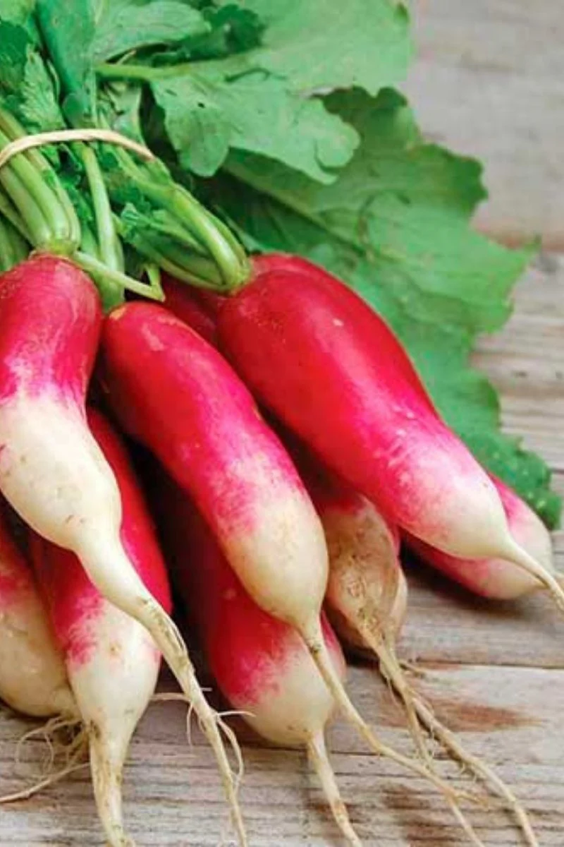 Seed Savers French Breakfast Radish