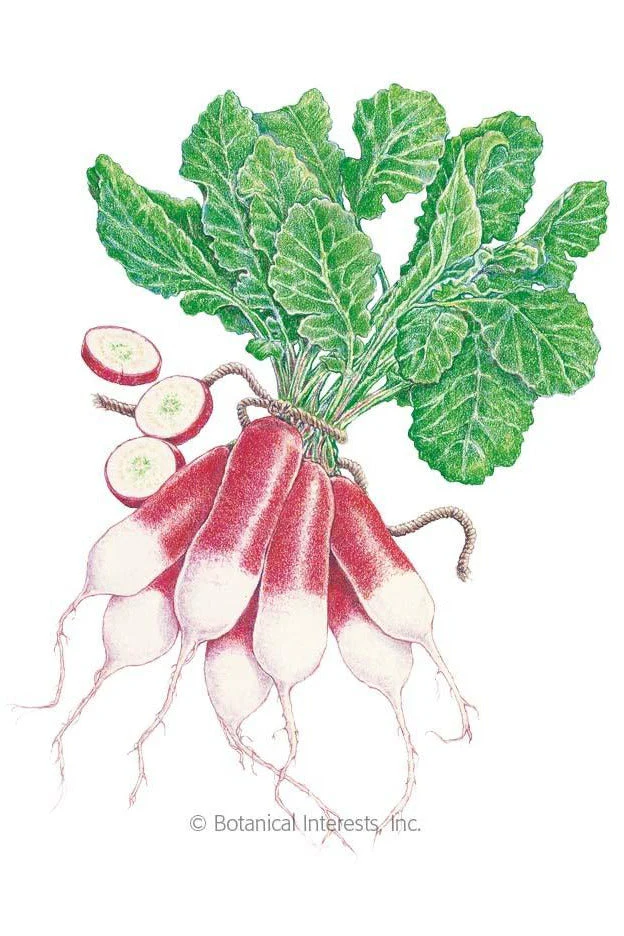Botanical Interests French Breakfast Radish Organic Seeds