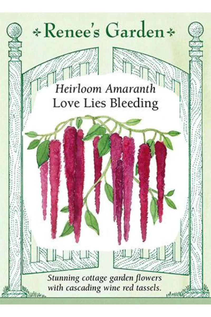 Renee's Garden Heirloom Amaranth Love Lies Bleeding Seeds - Image 2