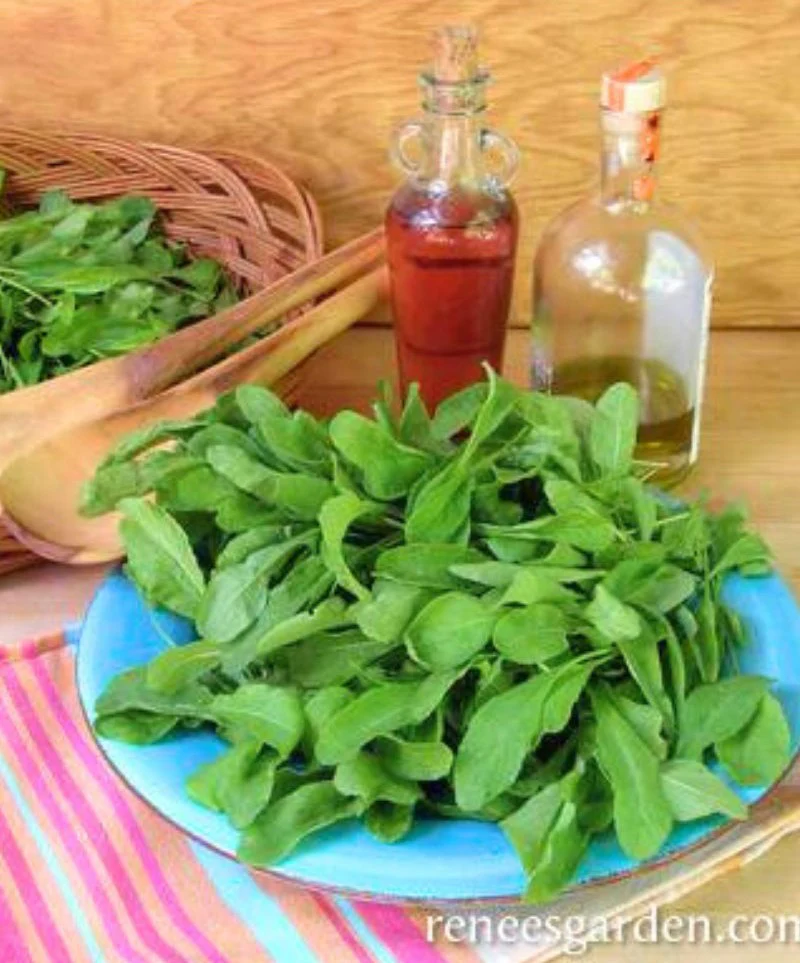 Renee's Garden Kitchen Herbs Heirloom Italian Arugula Seeds - Image 2