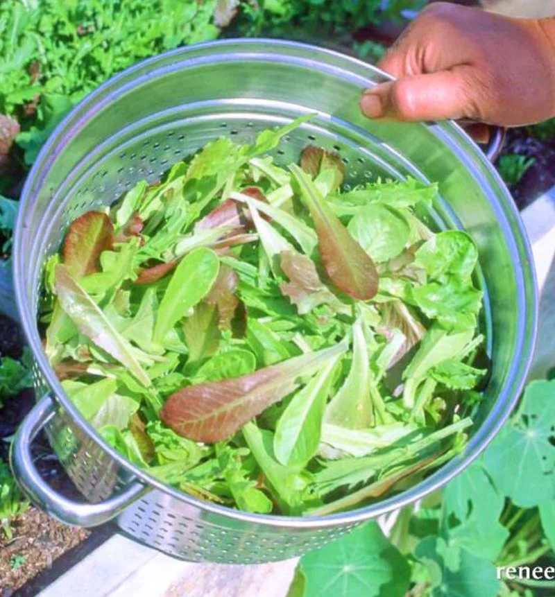 Renee's Garden Baby Mesclun Lettuces Cut and Come Again Seeds - Image 2