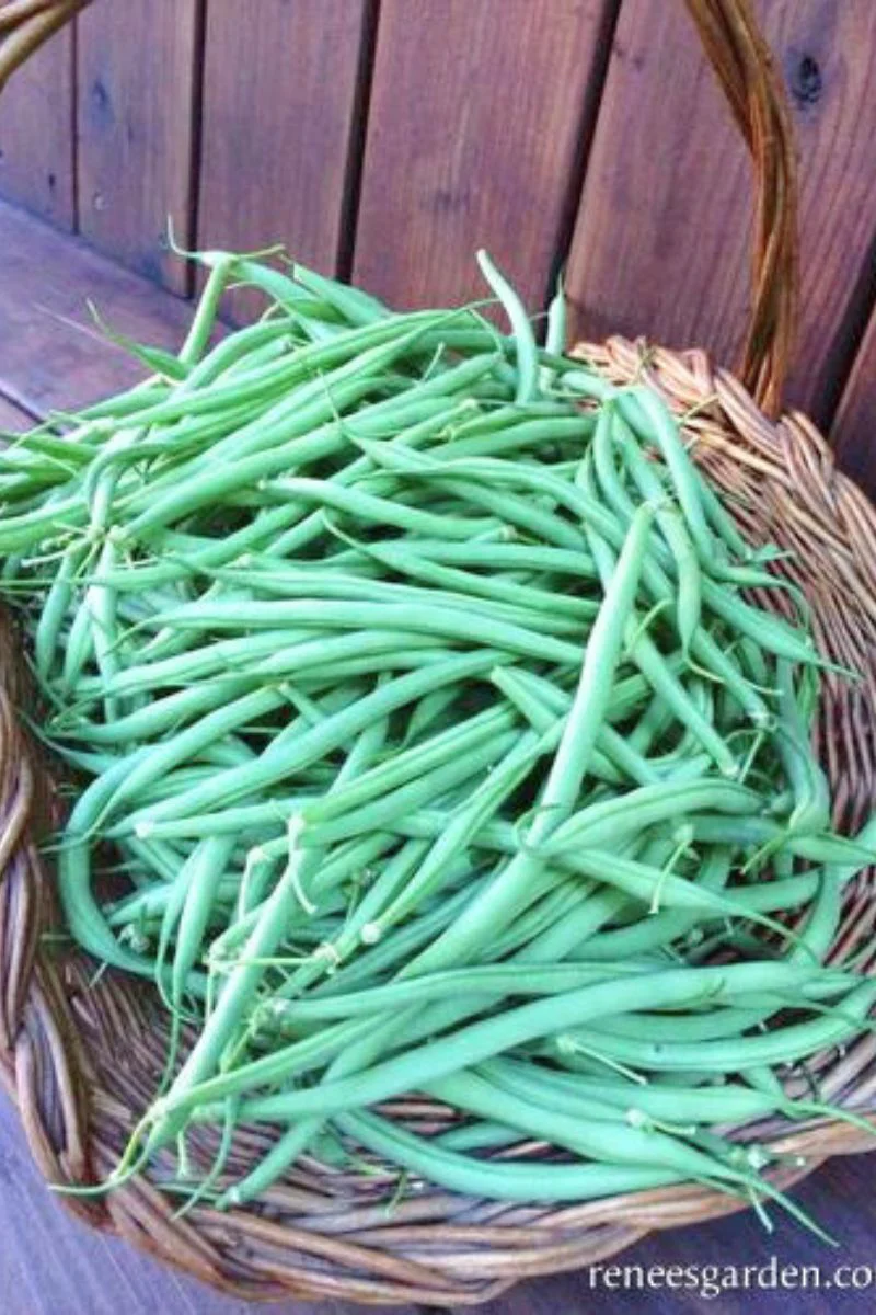 Renee's Garden Bush Bean Castandel The "Weekend Bean" Seeds - Image 2