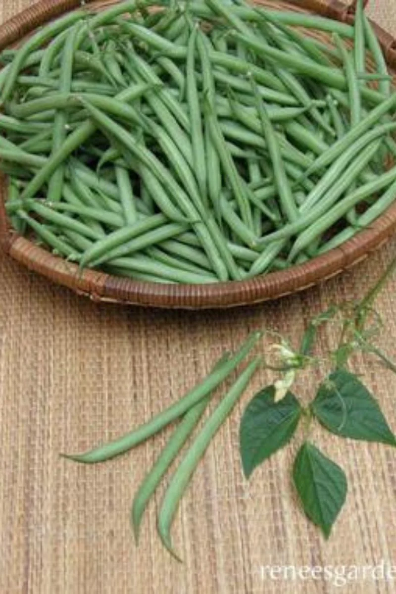Renee's Garden Container Bush Beans French Mascotte Seeds - Image 2