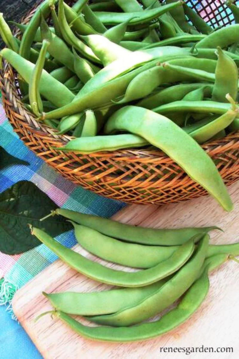 Renee's Garden Italian Bush Beans Roma Improved Seeds - Image 2