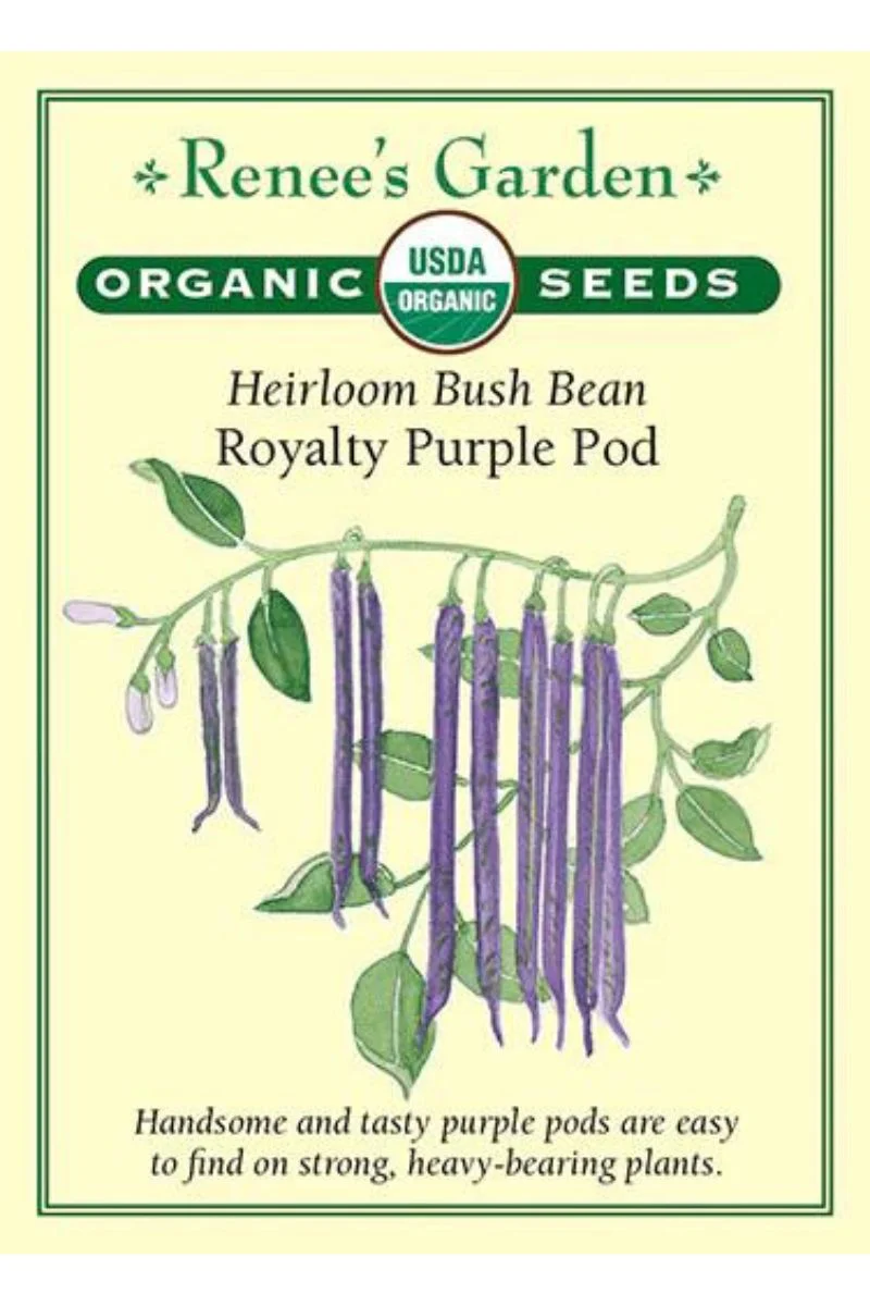 Renee's Garden Heirloom Bush Bean Royalty Purple Pod Organic Seeds