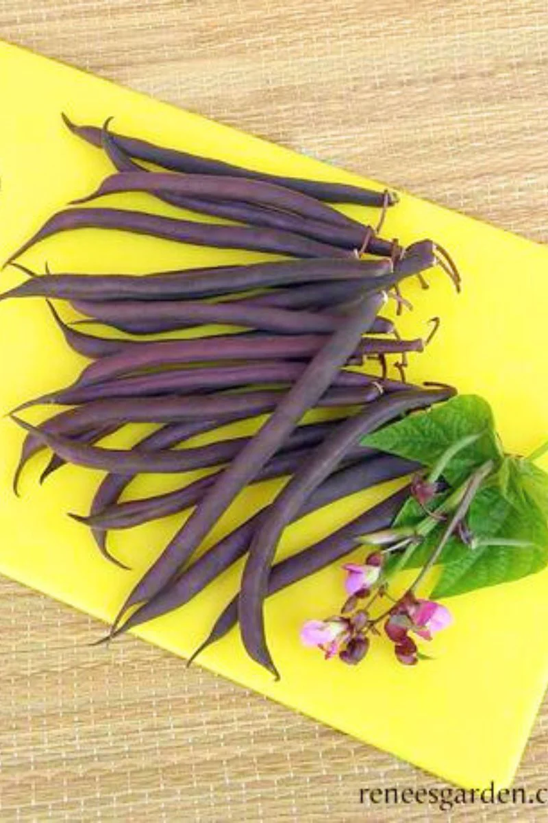 Renee's Garden Heirloom Bush Bean Royalty Purple Pod Organic Seeds - Image 2