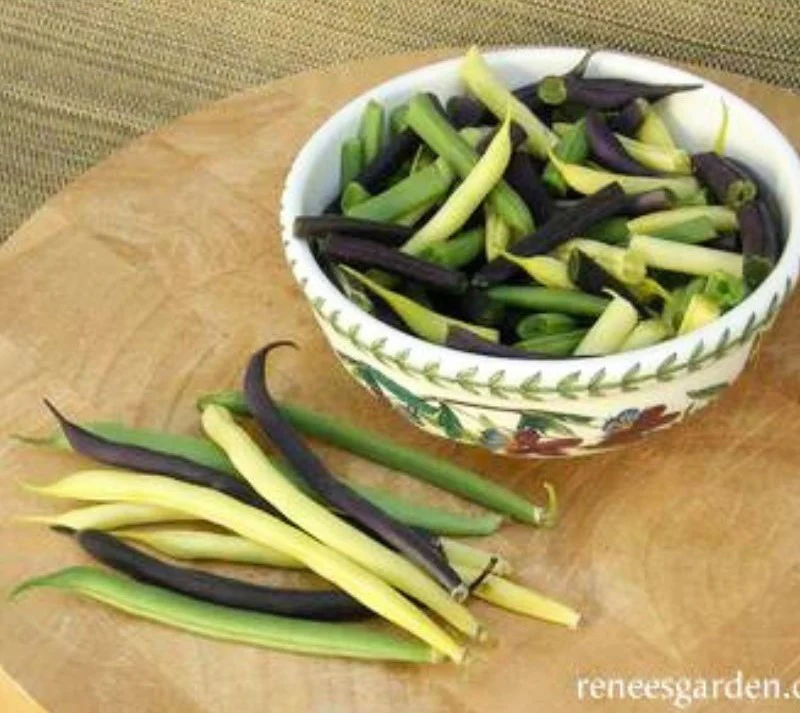 Renee's Garden Tricolor Bush Beans Gold, Purple & Green Seeds - Image 2