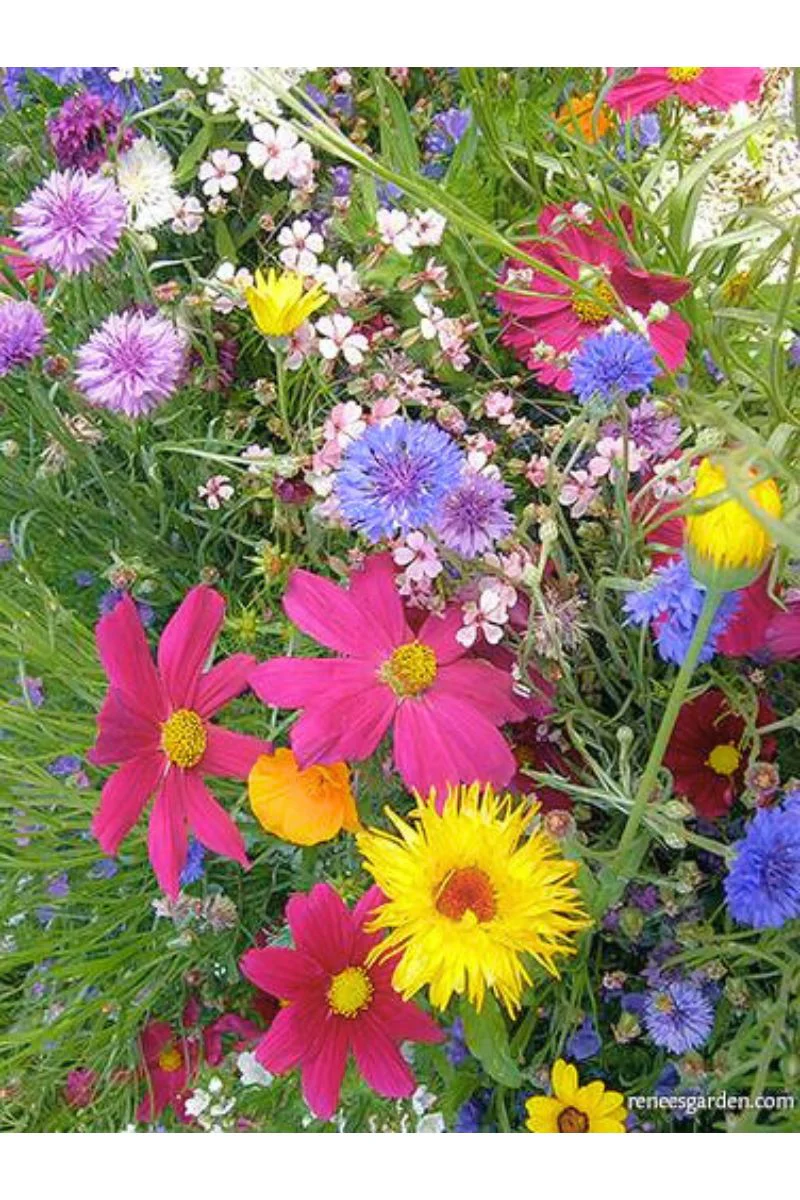 Renee's Garden Pollintor Flowers Early Blooming Beekeepers Mix Seeds - Image 2