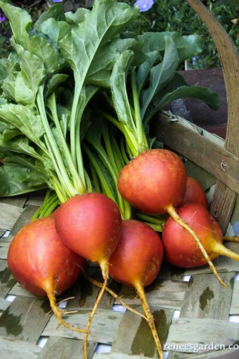 Renee's Garden Gourmet Beets Golden Seeds - Image 2