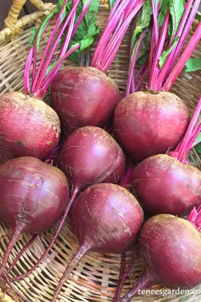 Renee's Garden Roasting Beets Sweet Merlin Seeds - Image 2