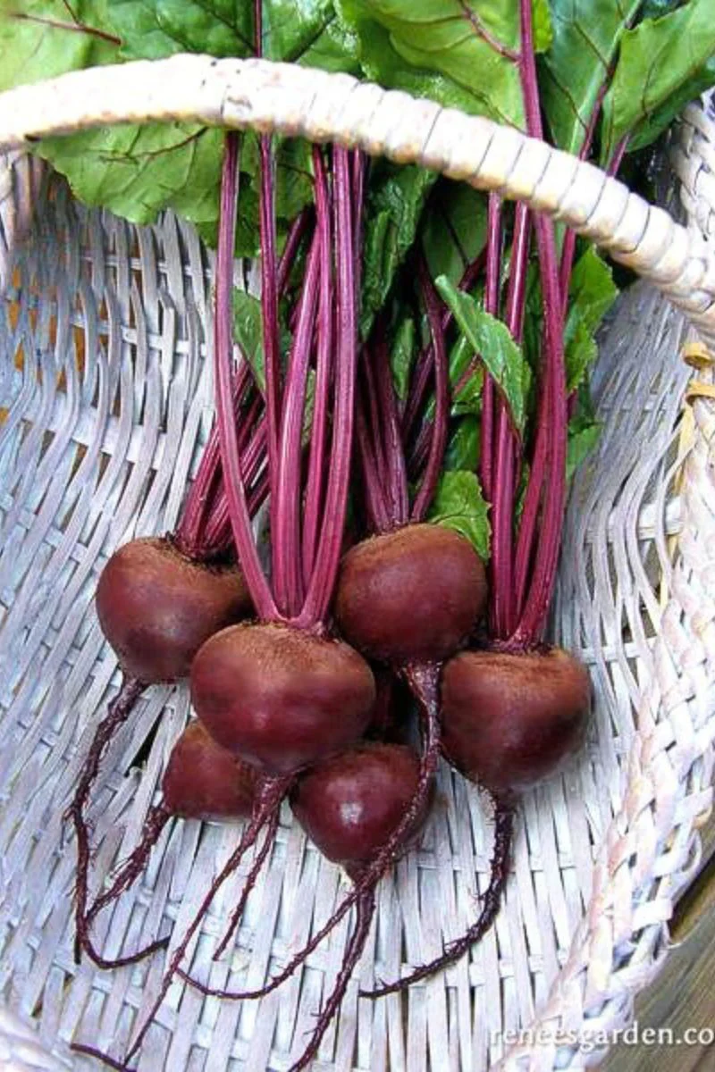 Renee's Garden Dutch Beets Red Barron Organic Seeds - Image 2