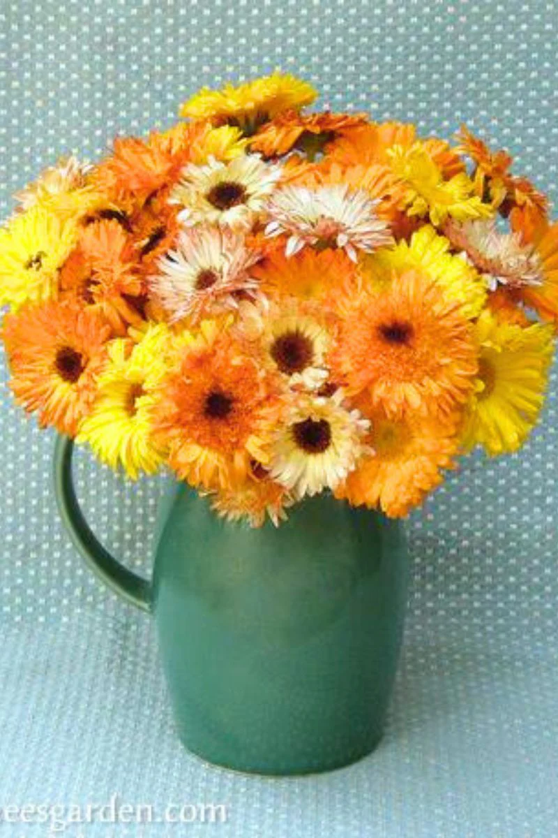 Renee's Garden Butterfly Flowers Flashback Calendula Seeds