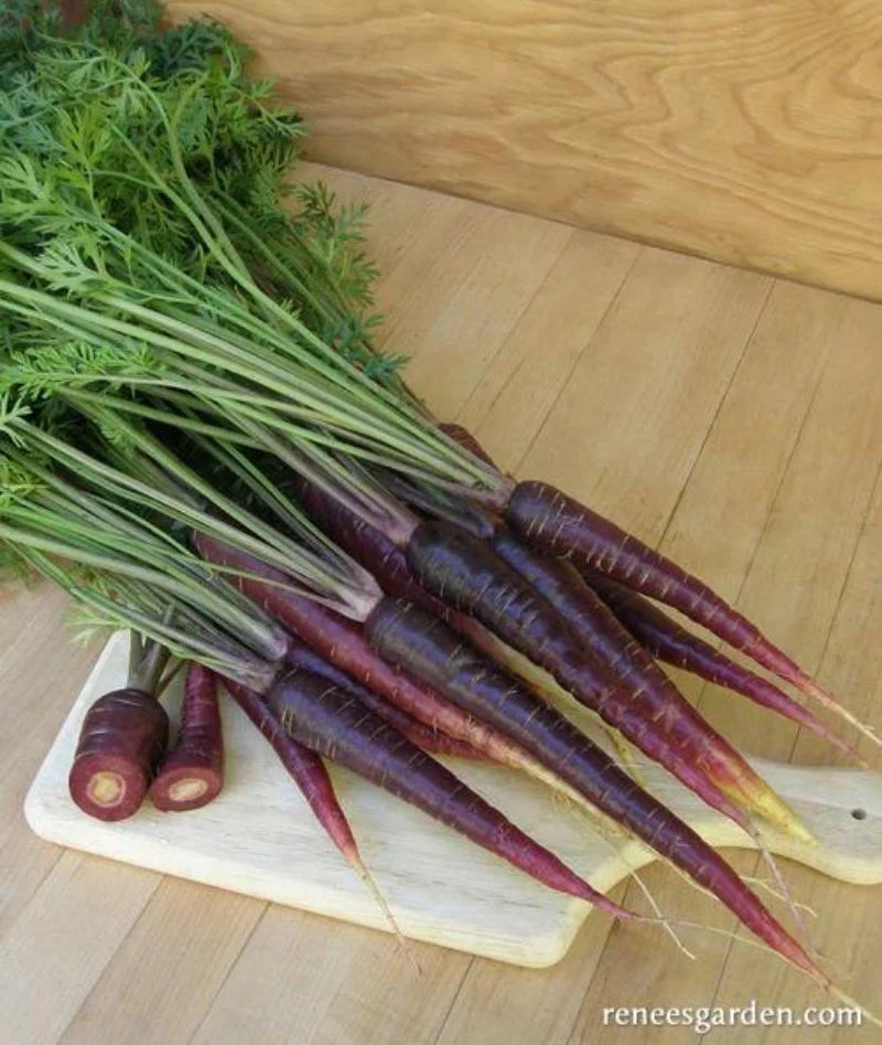 Renee's Garden Rainbow Carrots Purple Sun Seeds - Image 2