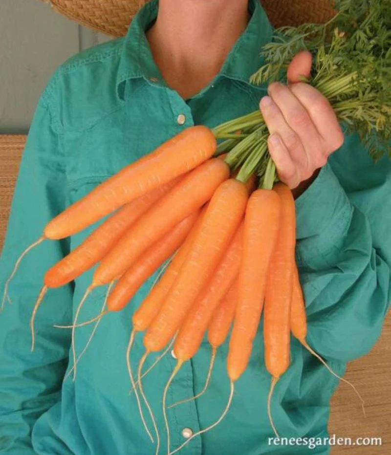 Renee's Garden Snacxking Carrots Rotild Organic Seeds - Image 2