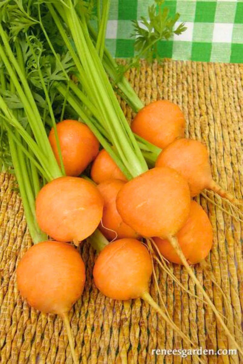 Renee's Garden Round Baby Carrots Romeo Seeds - Image 2