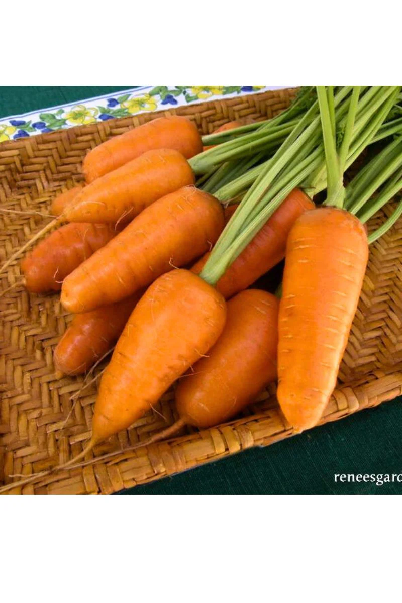 Renee's Garden Chantenay Carrots Short Stuff Organic Seeds - Image 2
