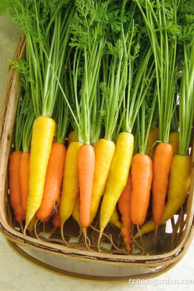 Renee's Garden Yellow & Orange Carrots Sunshine Mix Seeds - Image 2