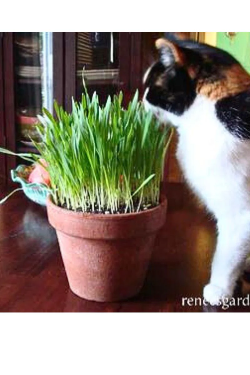 Renee's Garden Kitty Queen's Four Grass Mix Organic Seeds - Image 2