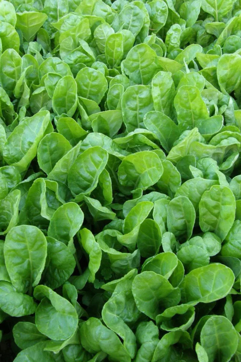 Renee's Garden Tender Chard Special Baby Leaf Seeds - Image 2
