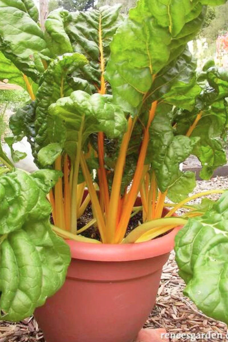 Renee's Garden Container Chard Pot of Gold Seeds - Image 2