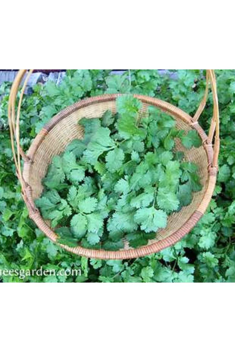 Renee's Garden Heirloom Cilantro Organic Seeds - Image 2