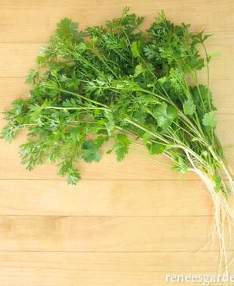 Renee's Garden Vietnamese Heirloom 'Bac Lieu' Cilantro Seeds - Image 2
