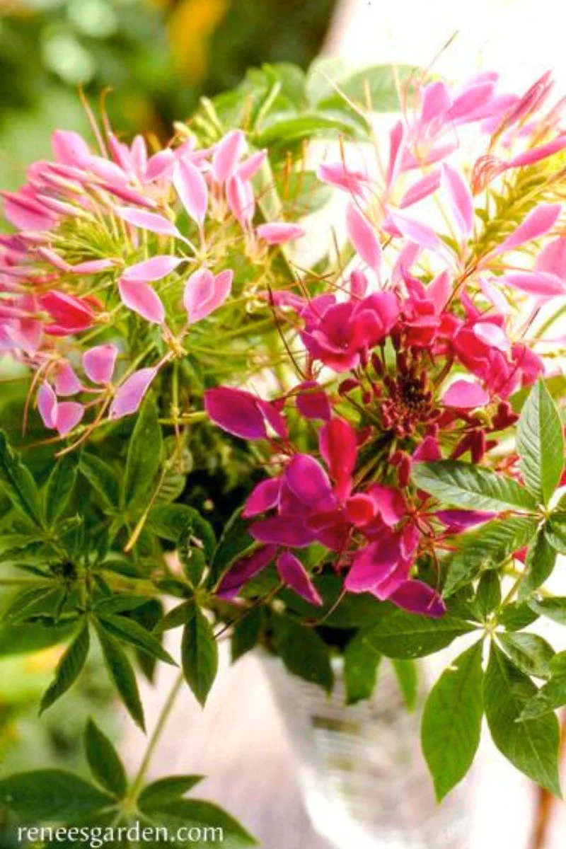 Renee's Garden Hummingbirds Choice Color Fountains Cleome Seeds - Image 2