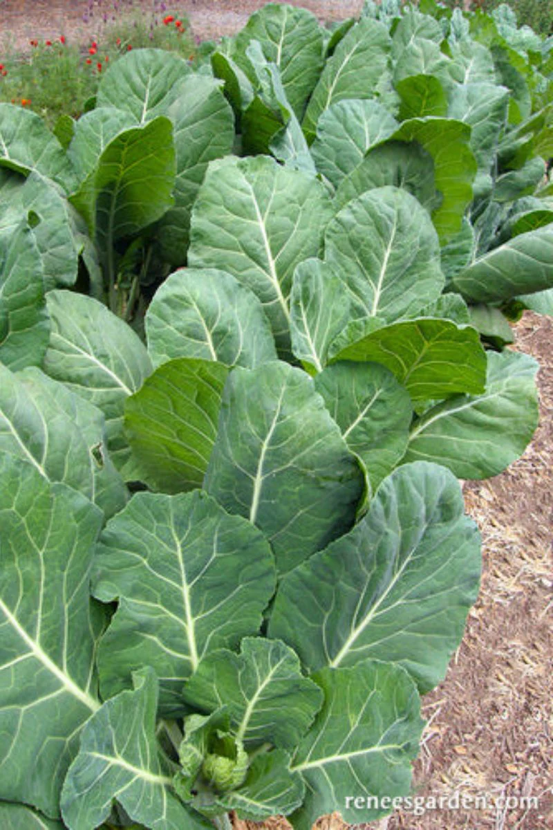 Renee's Garden Gourmet Collards Green Flash Seeds - Image 2