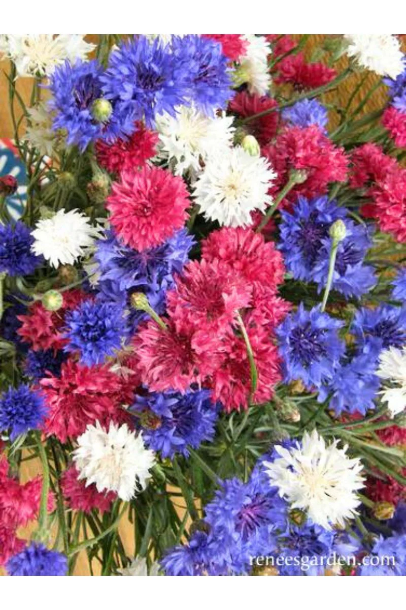 Renee's Garden Heirlooim Cornflowers 4th Of July Mix Seeds - Image 2