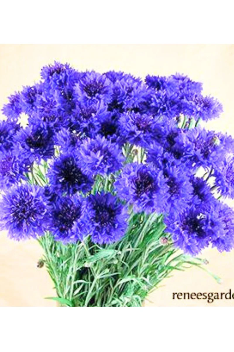 Renee's Garden Heirloom Cornflower Blue Boy Seeds - Image 2