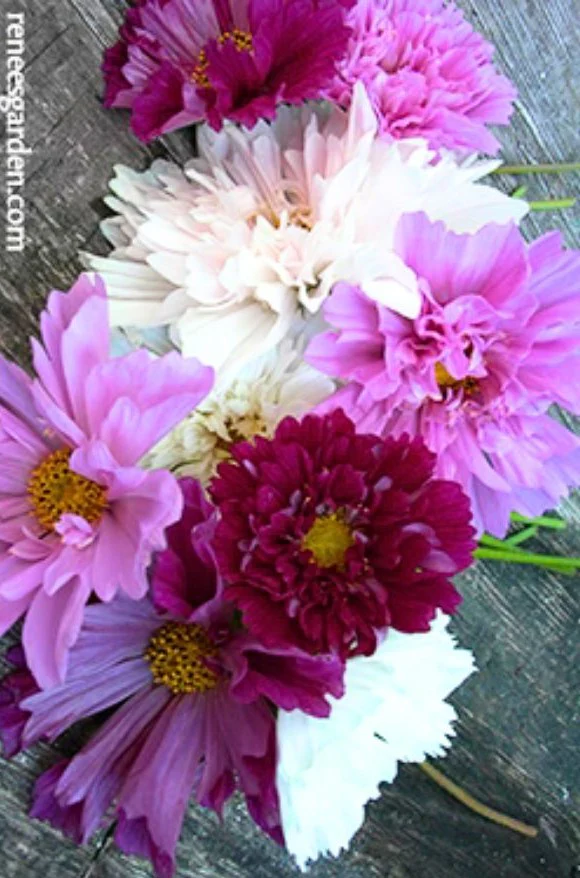 Renee's Garden Bouquet Cosmos Double Click Seeds - Image 2