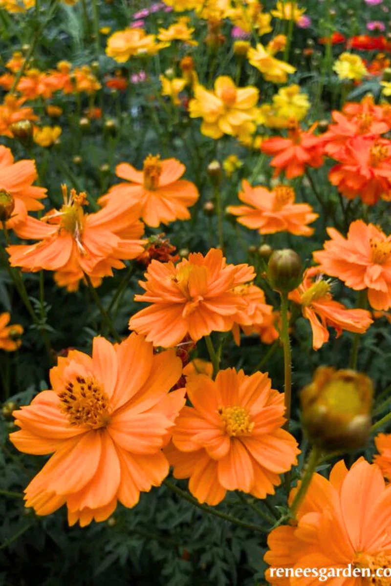 Renee's Garden Butterfly Cosmos Little Ladybirds Seeds