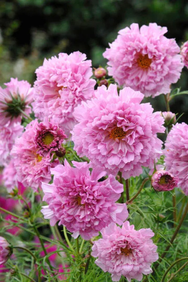 Renee's Garden Double Butterfly Cosmos Roise Bon bon Seeds - Image 2