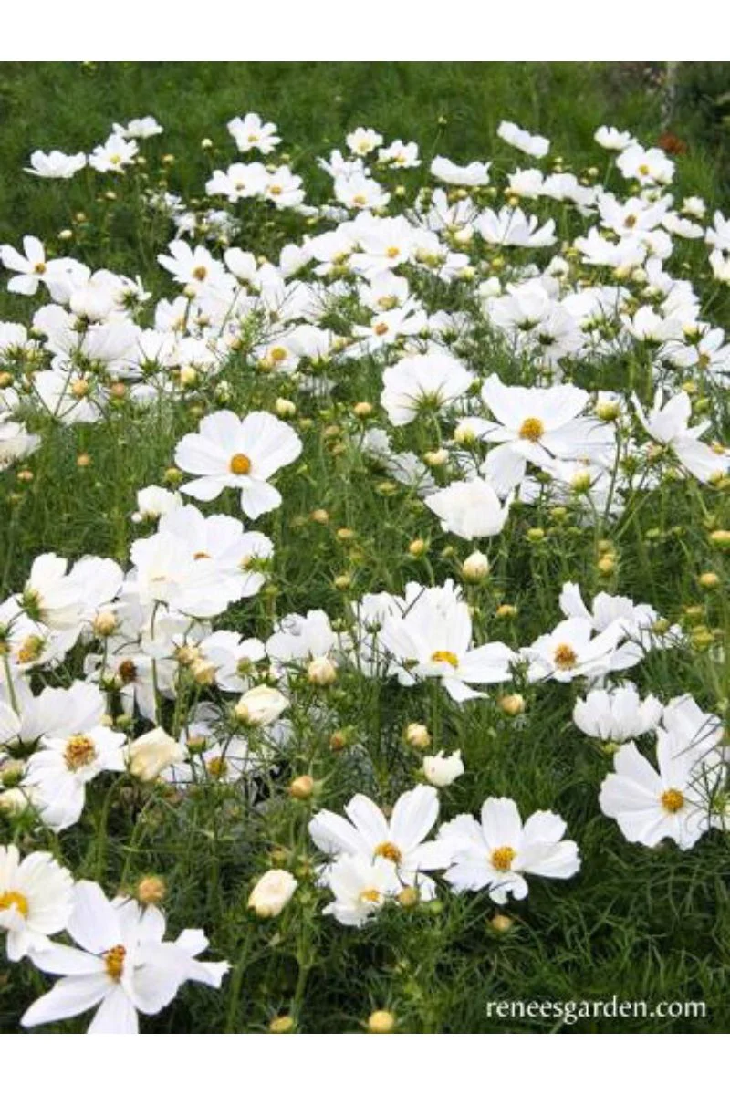 Renee's Garden Knee-High Container Cosmos Snow Sonata Seeds - Image 2