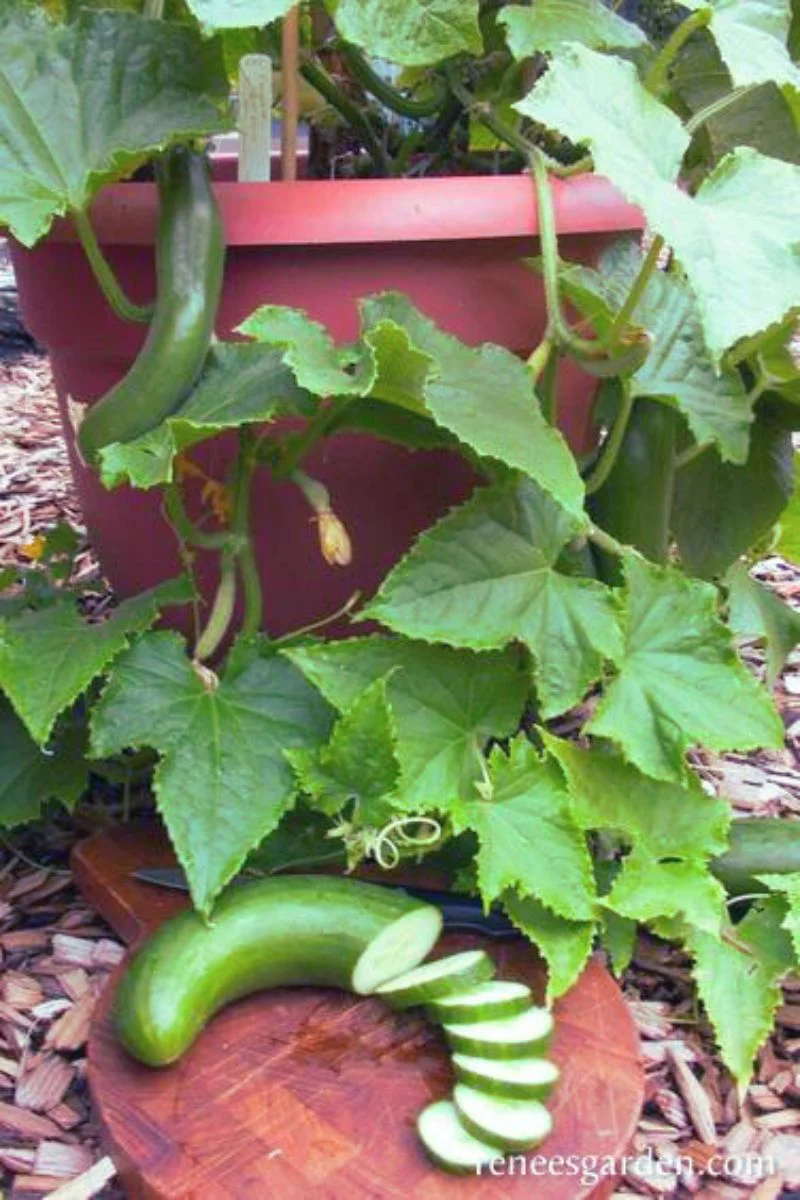 Renee's Garden Container Cucumber Bush Slicer Seeds - Image 2