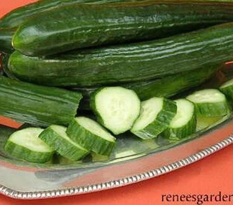 Renee's Garden English Cucumber Chelsea Prize Seeds - Image 2