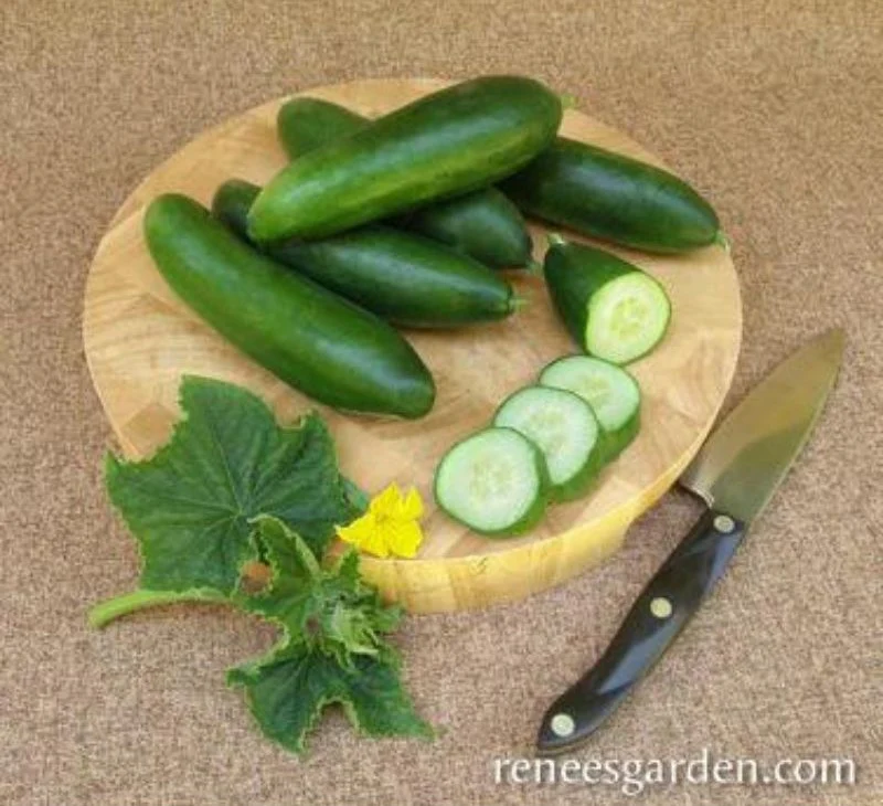 Renee's Garden Mediterranean Cucumber Garden Oasis Seeds - Image 2