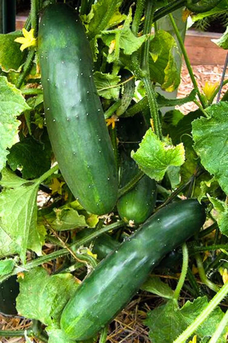 Renee's Garden Heirloom Slicing Cucumber Patty's Marketmore Organic Seeds - Image 2