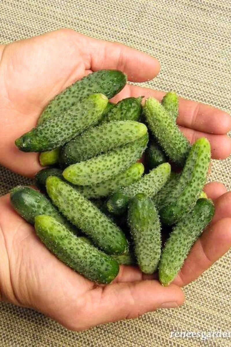 Renee's Garden Petite Pickles French Cornichon Seeds